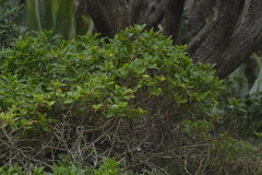 Myrsine chathamica