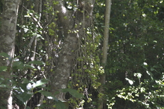 Ficus congesta