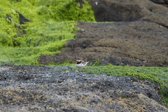 Thinornis novaeseelandiae