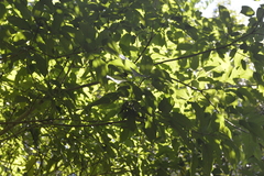 Ficus congesta