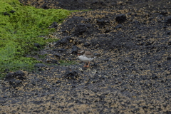 Thinornis novaeseelandiae