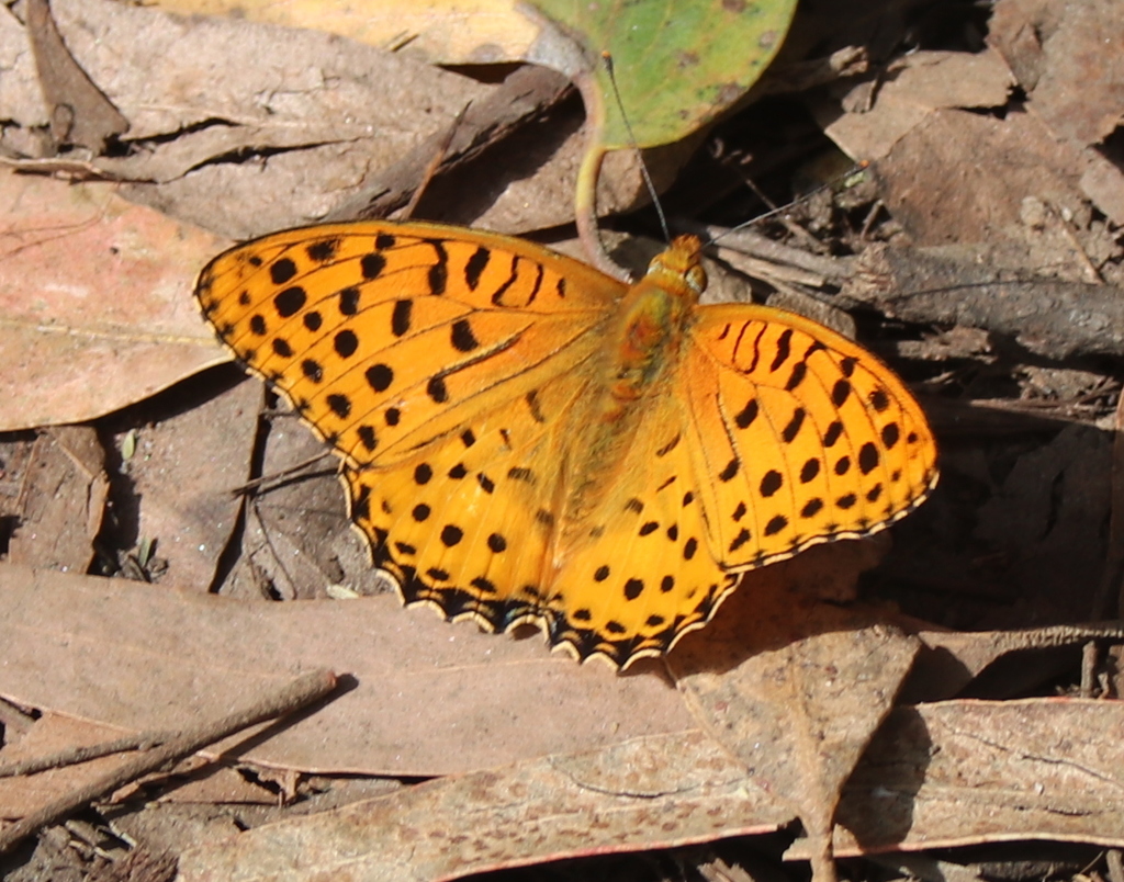 Indian Fritillary