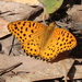 Argynnis hyperbius hybrida - Photo (c) Akasmita, algunos derechos reservados (CC BY-SA)