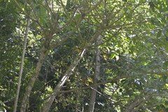 Ficus congesta