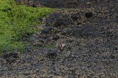 Thinornis novaeseelandiae