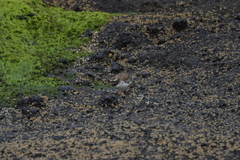 Thinornis novaeseelandiae