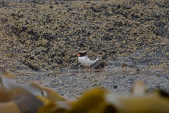 Thinornis novaeseelandiae