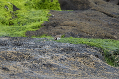 Thinornis novaeseelandiae