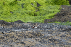 Thinornis novaeseelandiae