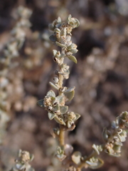 Atriplex pumilio