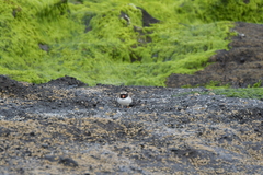 Thinornis novaeseelandiae