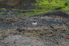 Thinornis novaeseelandiae