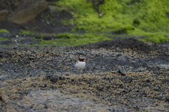 Thinornis novaeseelandiae