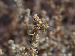 Atriplex pumilio