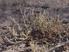 Atriplex pumilio