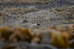 Thinornis novaeseelandiae