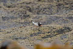 Thinornis novaeseelandiae