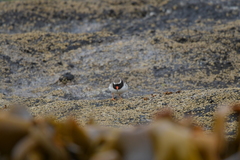 Thinornis novaeseelandiae