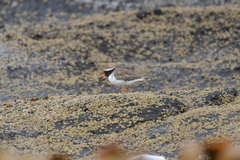 Thinornis novaeseelandiae