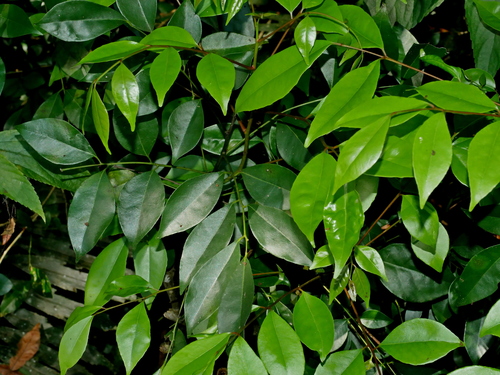 Bergera euchrestifolia, photograph 4