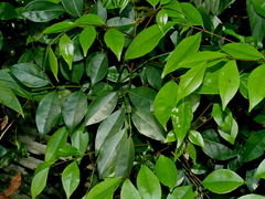 Bergera euchrestifolia, photograph Jacy Chen, CC BY, iNaturalist via GBIF