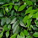 Murraya euchrestifolia - Photo (c) Jacy Chen, some rights reserved (CC BY), uploaded by Jacy Chen