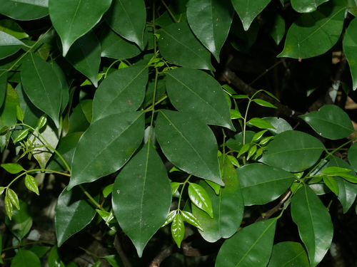 Bergera euchrestifolia, photograph 3