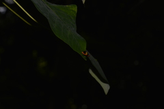 Aulacophora medioflava