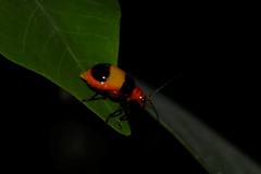 Aulacophora medioflava