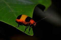 Aulacophora medioflava