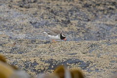 Thinornis novaeseelandiae