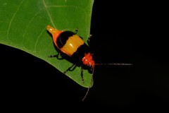 Aulacophora medioflava