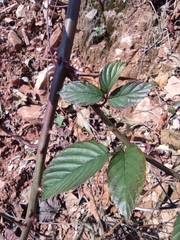 Rubus corchorifolius