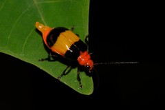 Aulacophora medioflava