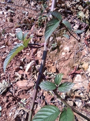 Rubus corchorifolius