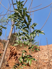 Smilax lanceifolia opaca