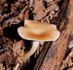 Singerocybe clitocyboides