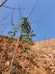 Smilax lanceifolia opaca