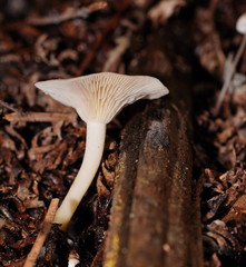 Singerocybe clitocyboides