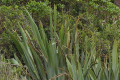 Rhipidura fuliginosa penita