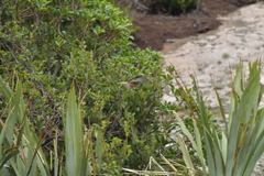 Rhipidura fuliginosa penita