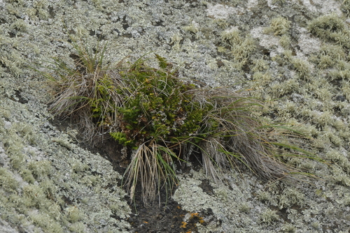 Asplenium chathamense (Asplenium chathamense)