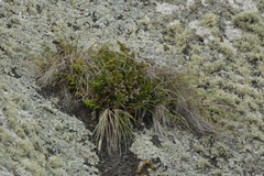 Asplenium chathamense