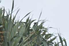 Gerygone albofrontata