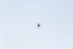 Gerygone albofrontata