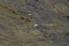 Thinornis novaeseelandiae