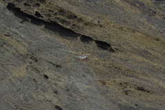 Thinornis novaeseelandiae