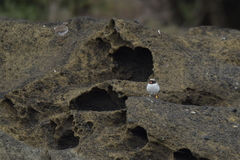 Thinornis novaeseelandiae