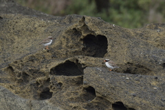 Thinornis novaeseelandiae