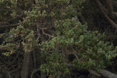 Rhipidura fuliginosa penita